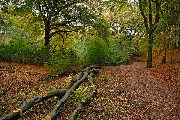 Tandle Hill Country Park